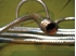 Image sur Atlas 12" Gooseneck
